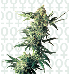 Northern Lights Féminisée